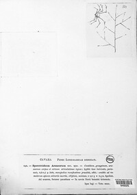 Engyodontium aranearum image